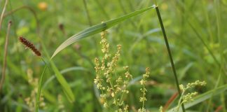 Infuzia de macrisul-iepurelui, un remediu pentru cancerul de san