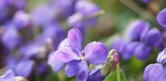 Infuzia din flori de toporasi, un remediu bun pentru afectiunile cailor respiratorii