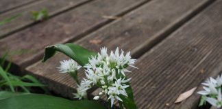 Leurda ajuta la detoxifierea organismului si consolidarea sistemului imunitar