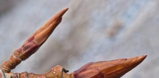 Mugurii de plop - un remediu excelent pentru multe boli si afectiuni