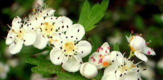 Paducelul, planta inimii si a sistemului circulator