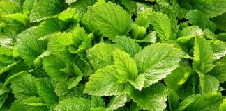 Suferi de anxietate? Iti oferim un remediu naturist din levantica si roinita Suferi de anxietate Iti oferim un remediu naturist din levantica si roinita