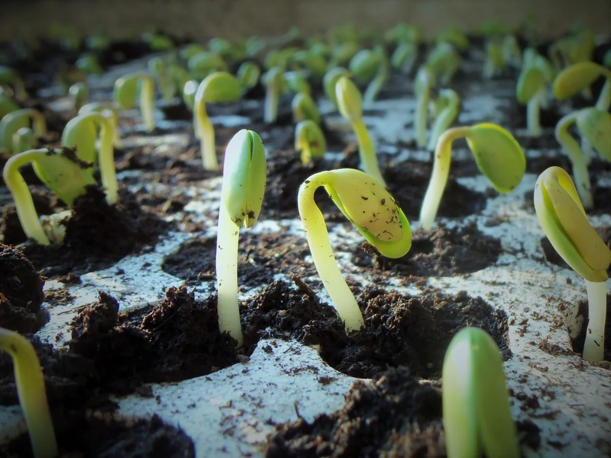 seminte germinate