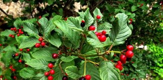 Crusin (Frangula alnus), scoarta vindeca afectiunile gastro-intestinale