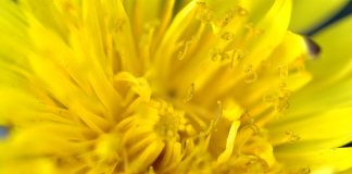 Gemul din flori de papadie, un preparat cu proprietati medicinale