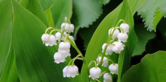 Plante medicinale folosite in homeopatie - Lacramioara (Convallaria majalis)