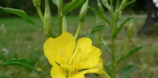 Uleiul de primula (Oenothera biennis), un miracol al timpurilor moderne