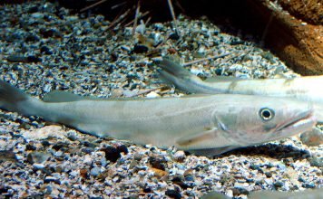 Afla ce proprietati are merluciul, peste rapitor foarte bun pentru sanatate Afla ce proprietati are merluciul, peste rapitor foarte bun pentru sanatate