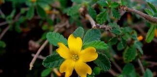 Damiana (Turnera diffusa), planta medicinala cu efect afrodisiac