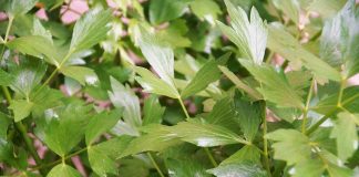 Descopera proprietatile terapeutice ale ceaiului din frunze de leustean