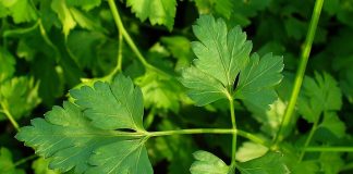 Patrunjelul-cret, planta cu proprietati nutritive si medicinale