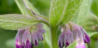 Tataneasa, planta medicinala bogata in alantoina care ajuta la regenerarea pielii