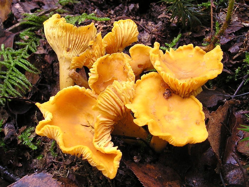 Ciuperci Chanterelle