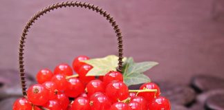 Coacazele rosii, fructe de padure bogate in substante nutritive