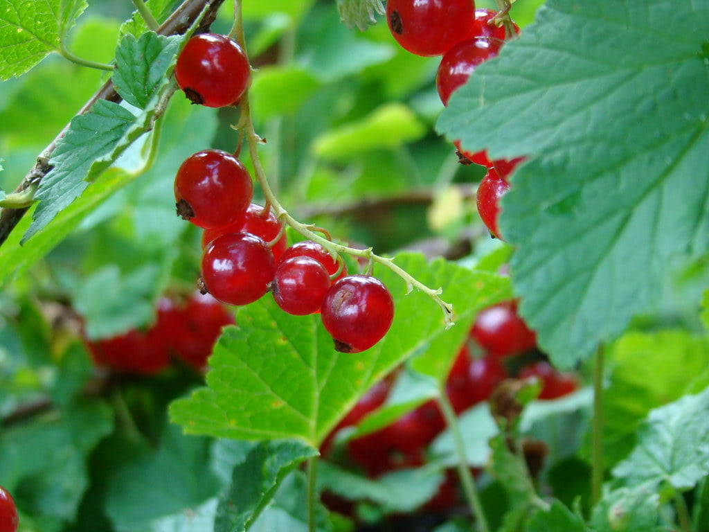 Coacazele rosii