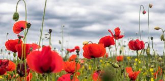 Infuzia din petale de mac amelioreaza durerea de dinti, combate raceala si ridurile