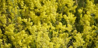 Sanziana sau dragaica, planta de leac pentru corp si suflet