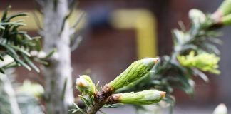 Sirop din muguri de brad, un adevarat medicament natural