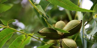 Tinctura din nuci verzi, cea mai buna sursa de iod natural