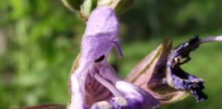 Descoperă proprietățile utile ale salviei pentru organism