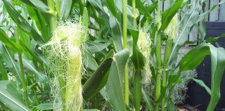 Mătasea porumbului are acțiune diuretică și calmantă asupra organismului