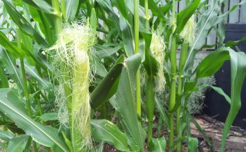 Mătasea porumbului are acțiune diuretică și calmantă asupra organismului Mătasea porumbului are acțiune diuretică și calmantă asupra organismului