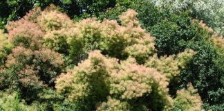 Plante medicinale și întrebuințarile lor - Scumpia (Cotinus coggygria)