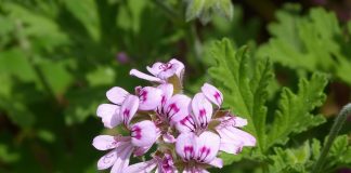 Plante medicinale și ornamentale - Geraniul (Pelargonium graveolens)
