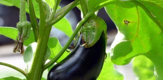 Vinetele, legume ideale pentru pierderea în greutate