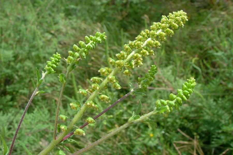 3-polenul-de-ambrozie-ambrosia-artemisiifolia