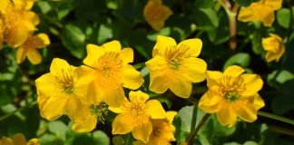 Alifia de gălbenele, un tratament bun pentru arsurile solare