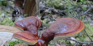 Ciuperca Reishi (Ganoderma Lucidum), un miracol pentru sănătate