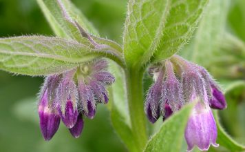 Infuzia de tătăneasă, un remediu eficient pentru combaterea afecțiunilor cutanate