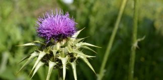 Uleiul de armurariu, produs alimentar și medicinal valoros pentru sănătate