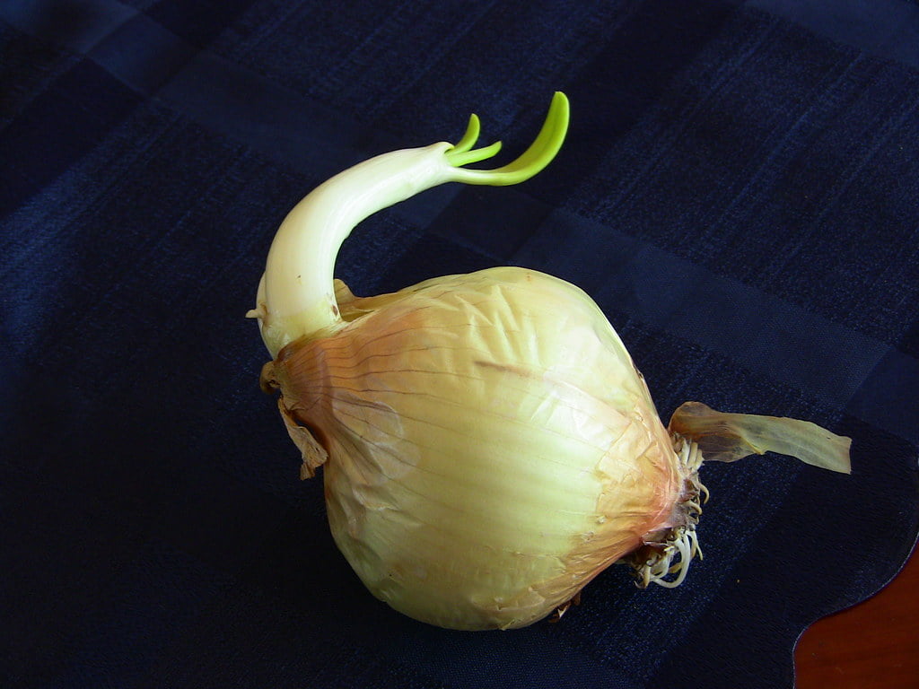 ceapa