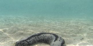 Castravetele de mare, un bun remediu în tratamentul artritei