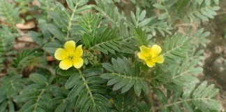 Medicina naturistă - Vezi ce afecțiuni tratează planta colțul babei (Tribulus terrestris)