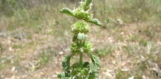 Medicina naturistă - Vezi ce afecțiuni tratează planta unguraș (Marrubium vulgare)