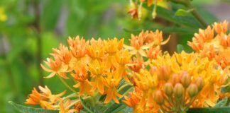 Proprietățile medicinale ale plantei iarba fluturilor (Asclepias tuberosa)