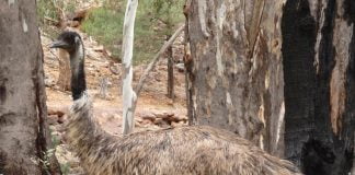 Proprietățile vindecătoare ale uleiului de emu