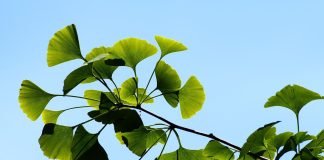Purificarea sângelui prin remedii populare este importantă pentru menținerea sănătății