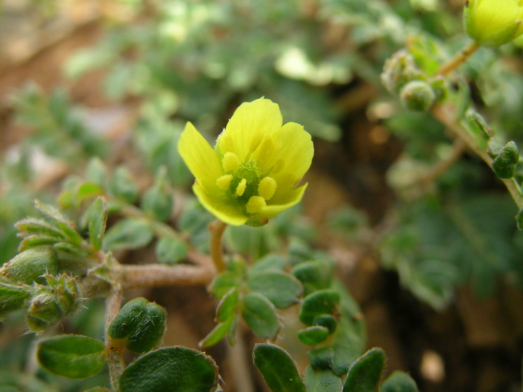 Tribulus terrestris
