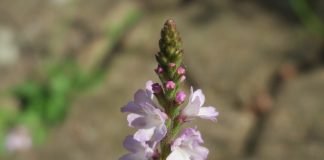 Verbina (Verbena officinalis), plantă ce susține sistemul nervos