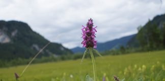Vindecea (Stachys officinalis), plantă ce stimulează inima și relaxează mușchii