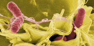 salmonella