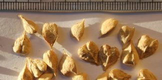 Află proprietățile curative ale rășinei Boswellia serrata