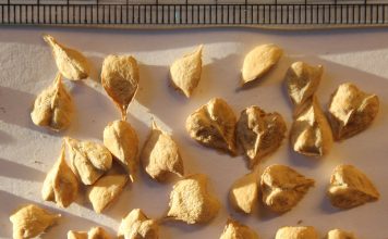 Află proprietățile curative ale rășinei Boswellia serrata