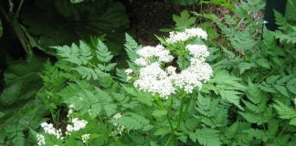 Angelica, un bun remediu în tratarea afecțiunilor specifice femeilor