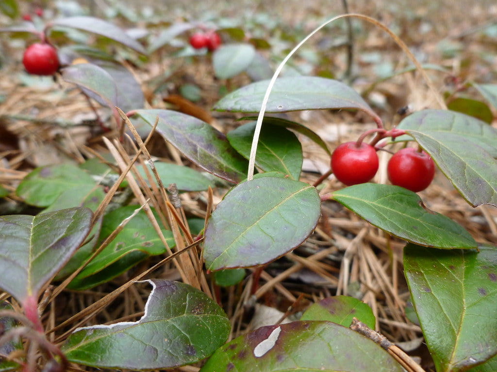 Gaultheria procumbens