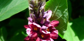 Kudzu (Pueraria lobata), plantă medicament ce suprimă pofta de alcool